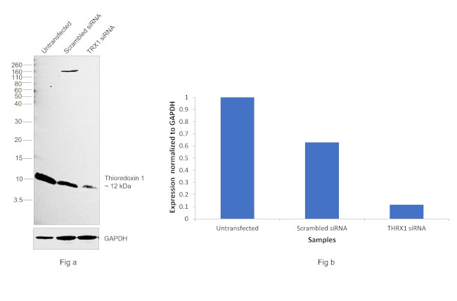 Thioredoxin 1 Antibody