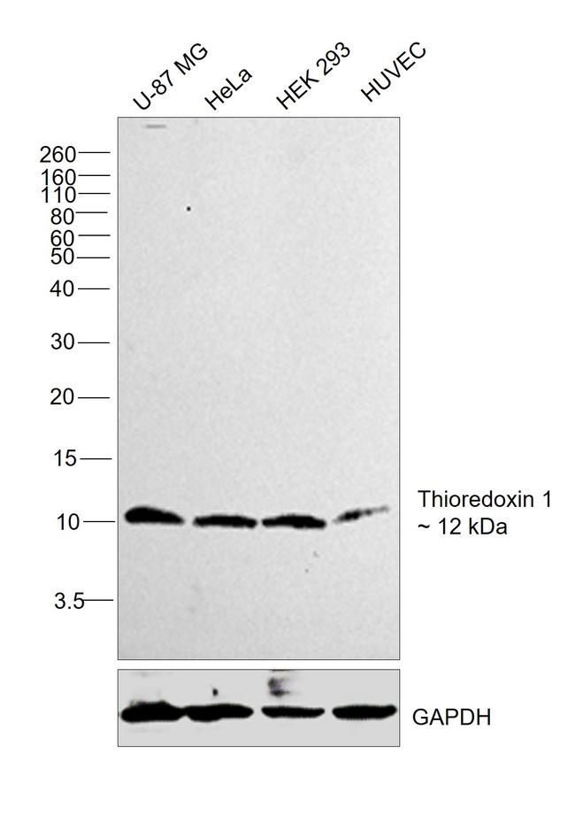 Thioredoxin 1 Antibody in Western Blot (WB)