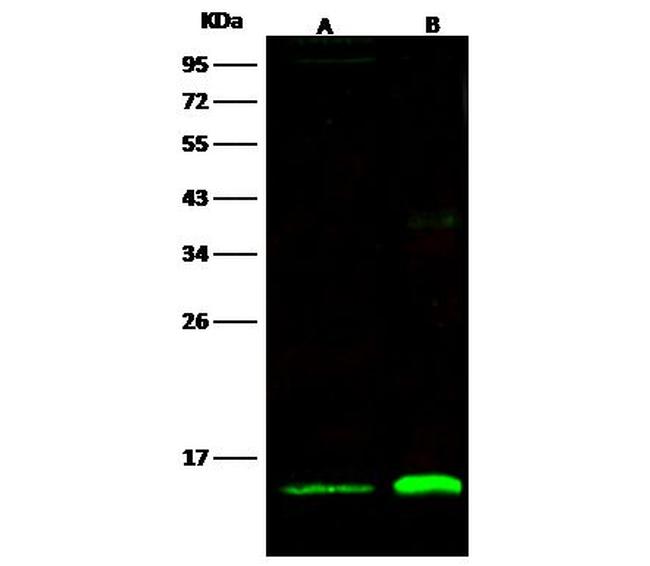 Thioredoxin 2 Antibody in Western Blot (WB)