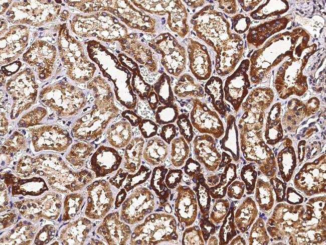 Thioredoxin 2 Antibody in Immunohistochemistry (Paraffin) (IHC (P))