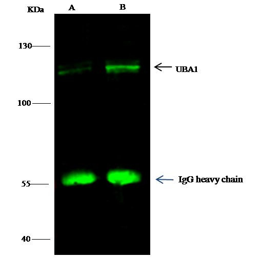 UBE1 Antibody in Immunoprecipitation (IP)