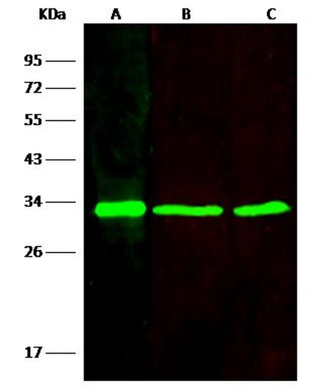 VAPB Antibody in Western Blot (WB)