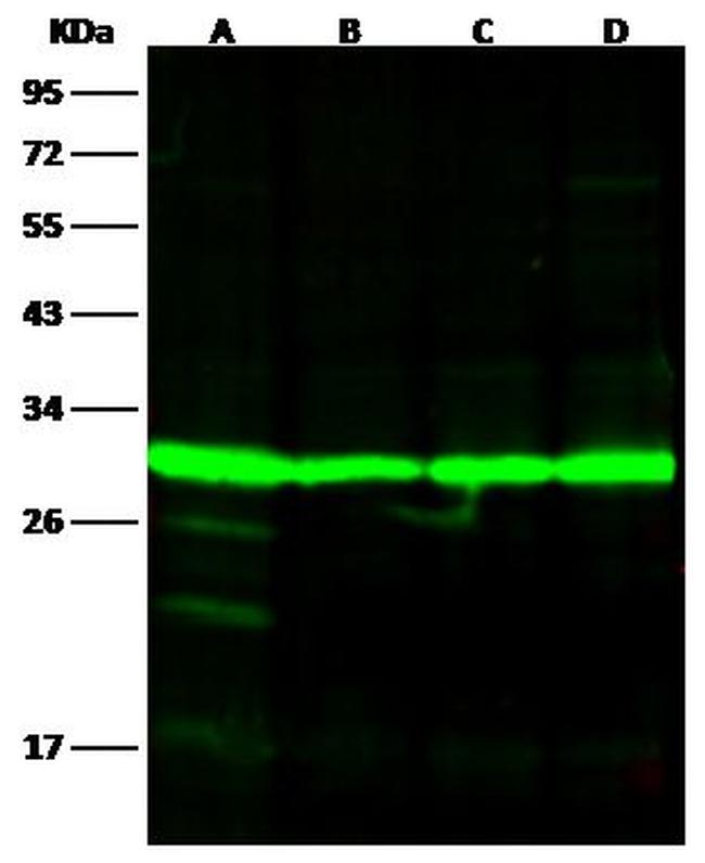 14-3-3 eta Antibody in Western Blot (WB)