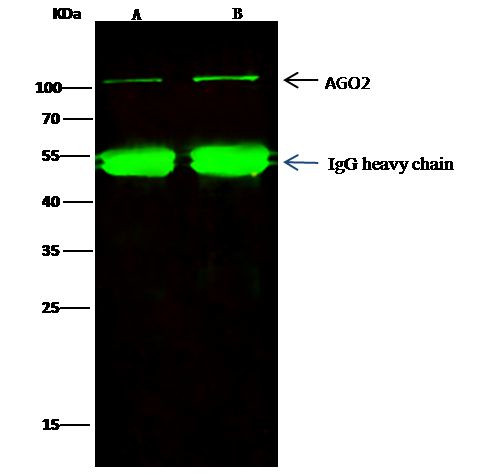 AGO2 Antibody in Immunoprecipitation (IP)