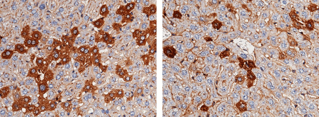 Fetuin A Antibody in Immunohistochemistry (Paraffin) (IHC (P))