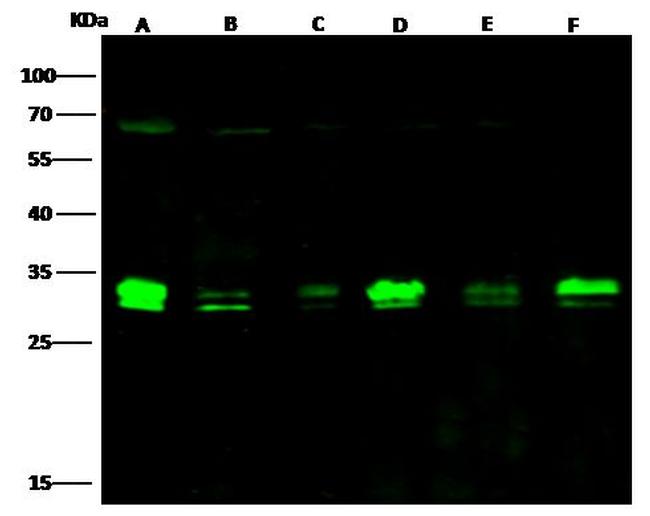 Bcl-xL Antibody in Western Blot (WB)