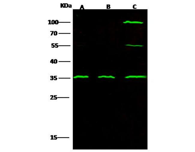 C1QBP Antibody in Western Blot (WB)