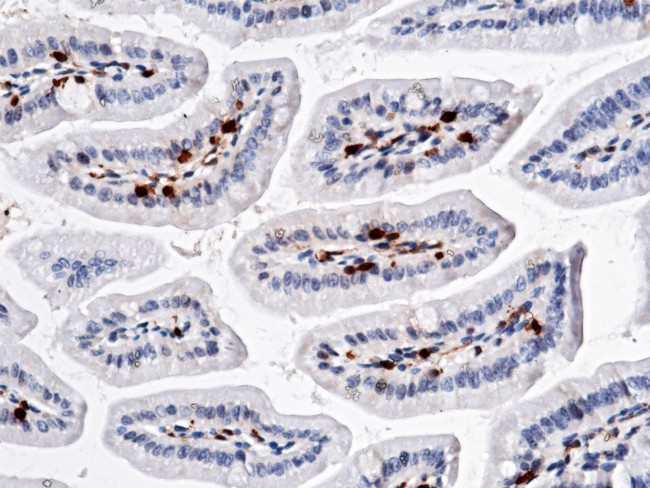 Carbonic Anhydrase II Antibody in Immunohistochemistry (Paraffin) (IHC (P))