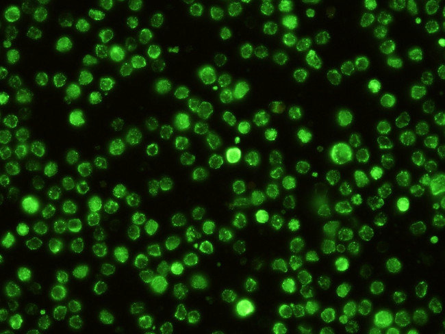 SIGN-R1 Antibody in Immunocytochemistry (ICC/IF)