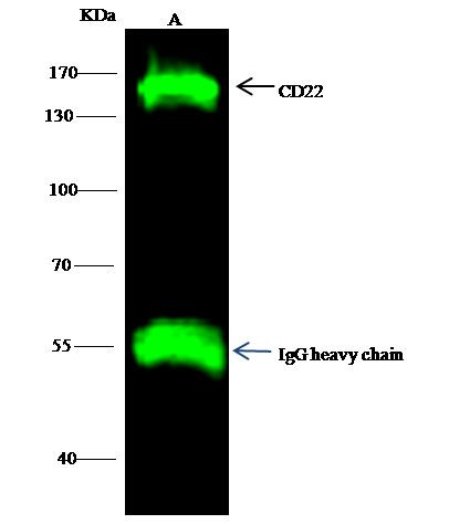 CD22 Antibody in Immunoprecipitation (IP)