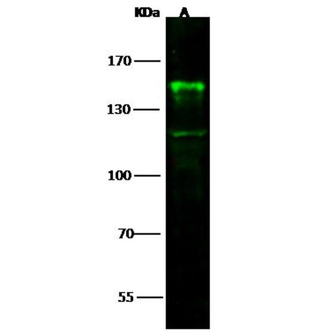 CD22 Antibody in Western Blot (WB)