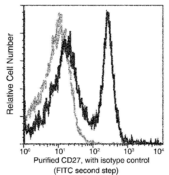 CD27 Antibody in Flow Cytometry (Flow)