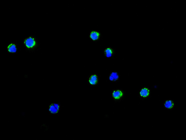 CD34 Antibody in Immunocytochemistry (ICC/IF)