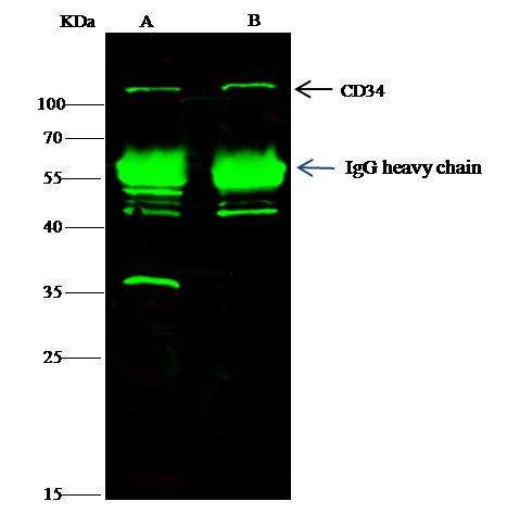 CD34 Antibody in Immunoprecipitation (IP)