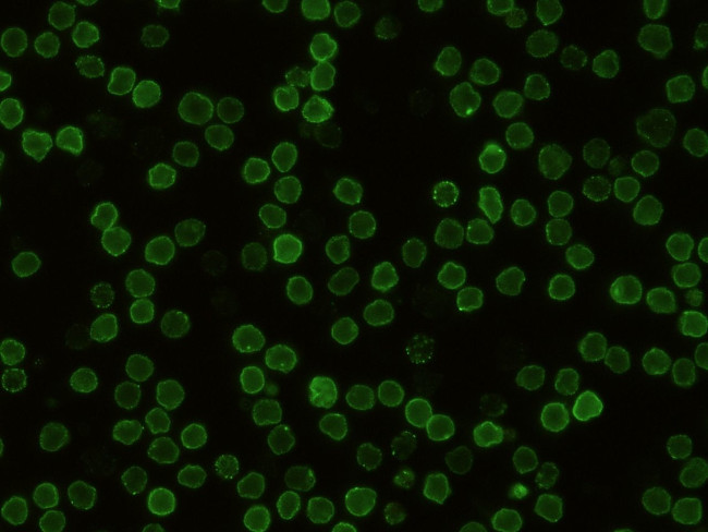 CD48 Antibody in Immunocytochemistry (ICC/IF)