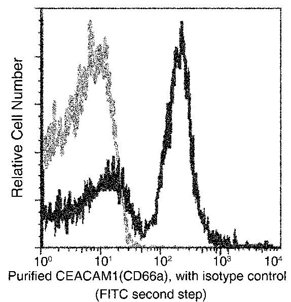 CEACAM1 Antibody in Flow Cytometry (Flow)