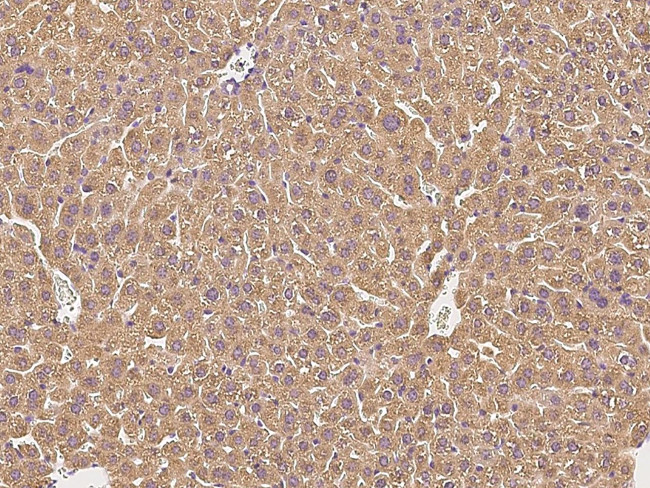 Complement Factor H Antibody in Immunohistochemistry (Paraffin) (IHC (P))