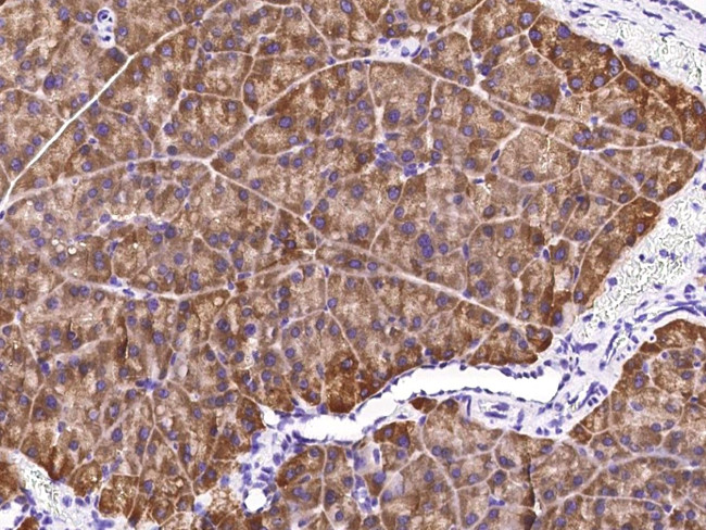 Carboxypeptidase A2 Antibody in Immunohistochemistry (Paraffin) (IHC (P))