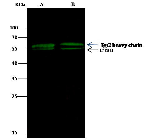 Cathepsin D Antibody in Immunoprecipitation (IP)