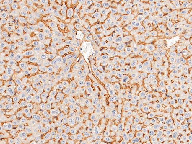 CAR Antibody in Immunohistochemistry (Paraffin) (IHC (P))