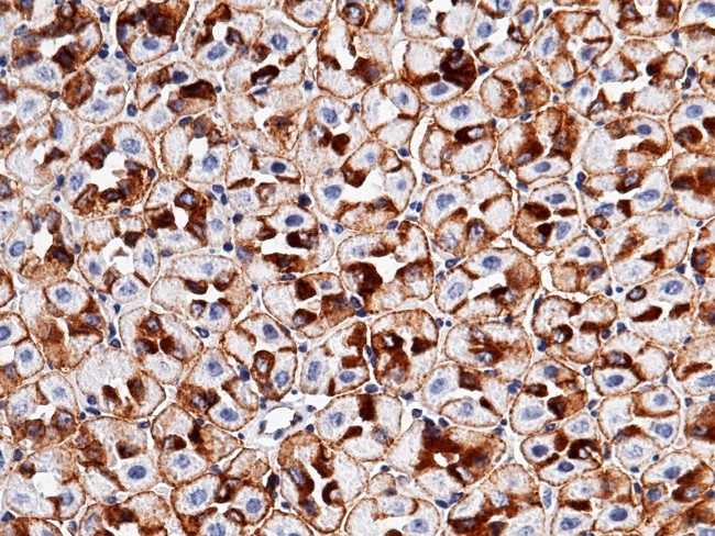 EpCAM Antibody in Immunohistochemistry (Paraffin) (IHC (P))