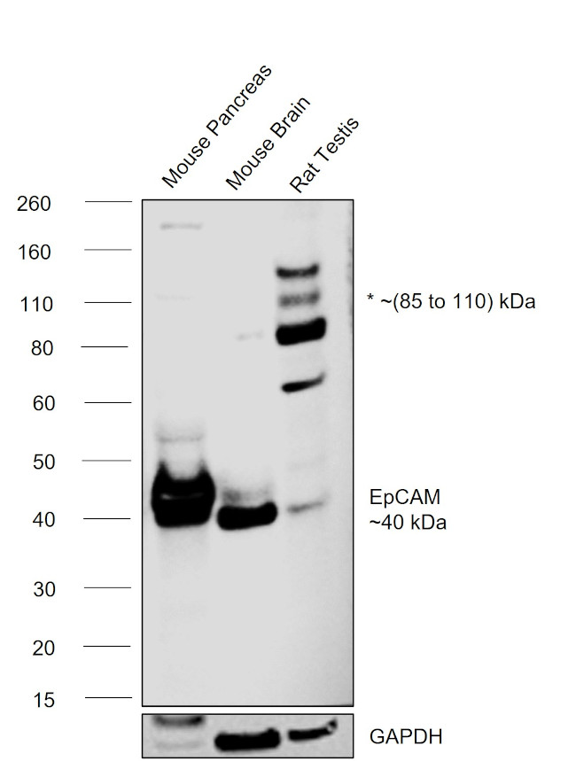 EpCAM Antibody in Western Blot (WB)