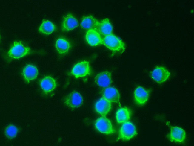 CD64 Antibody in Immunocytochemistry (ICC/IF)