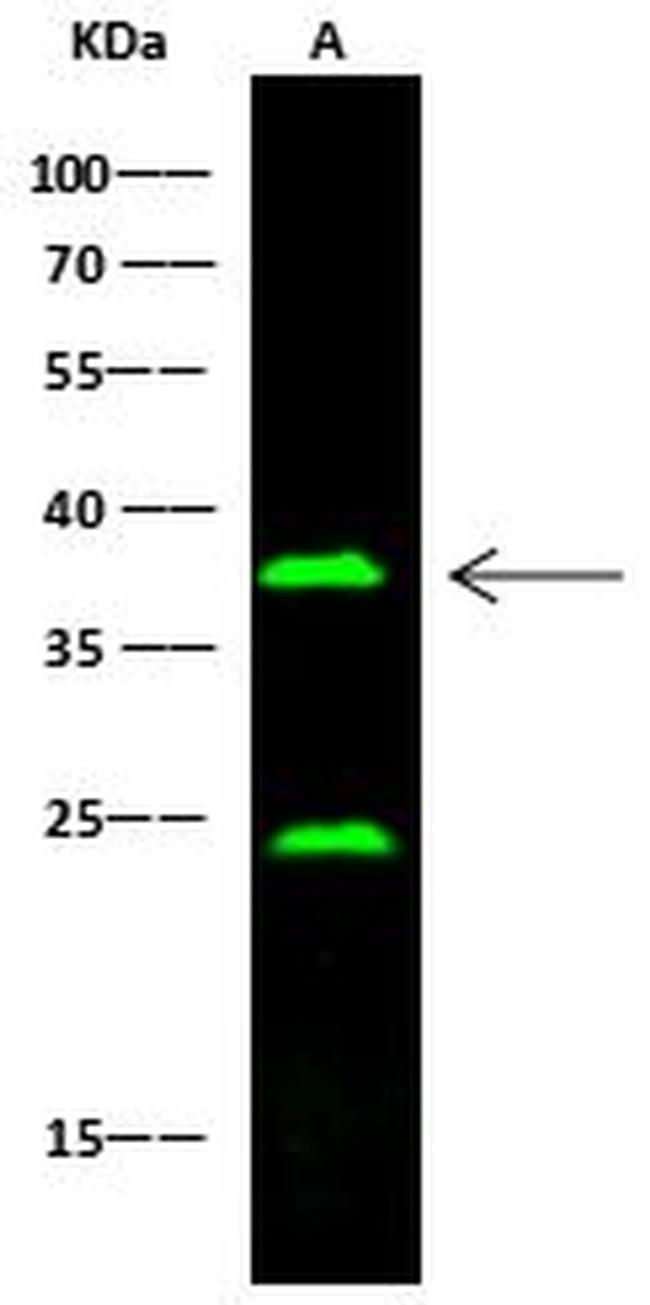 CD16/CD32 Antibody in Western Blot (WB)