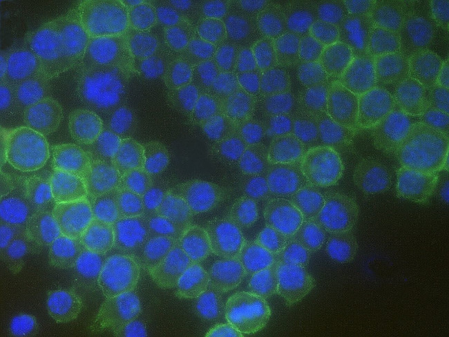 CD16-2 Antibody in Immunocytochemistry (ICC/IF)