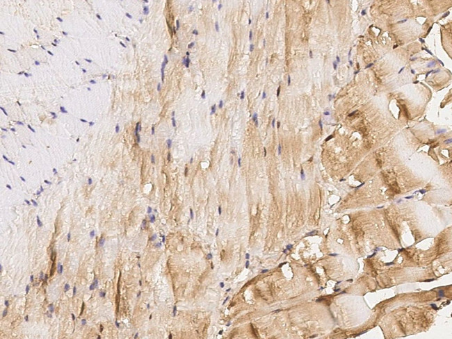 IGFBP6 Antibody in Immunohistochemistry (Paraffin) (IHC (P))