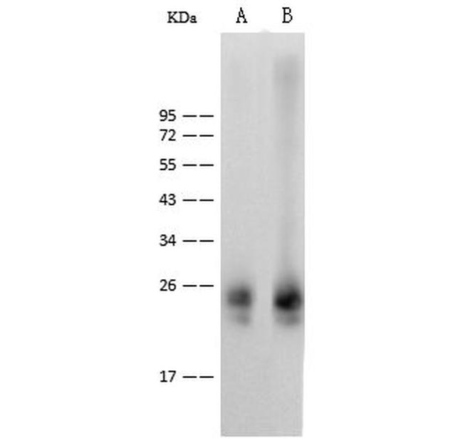 IL36B Antibody in Western Blot (WB)