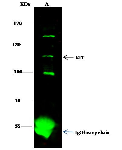 c-Kit Antibody in Immunoprecipitation (IP)