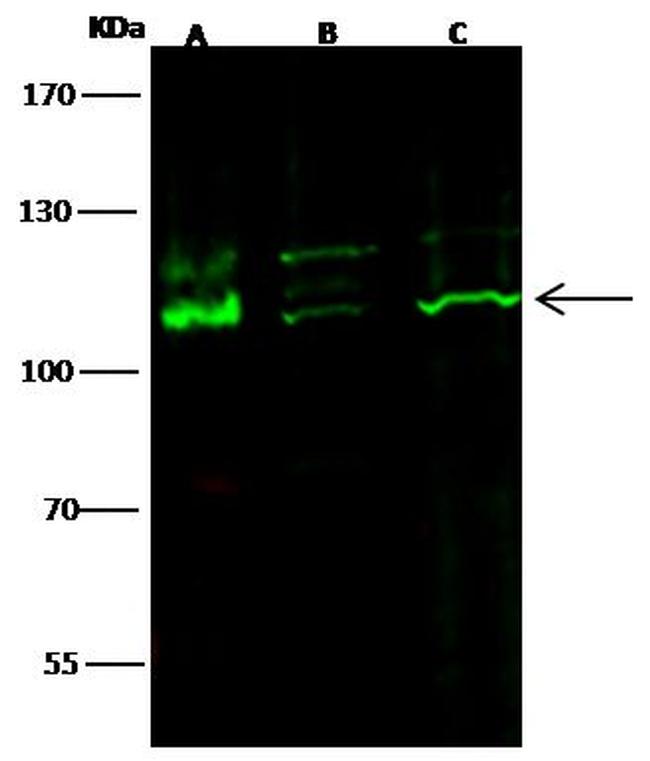 c-Kit Antibody in Western Blot (WB)