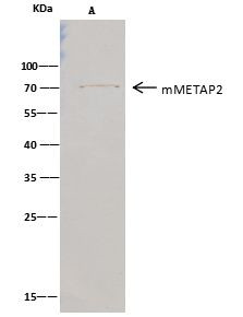 METAP2 Antibody in Immunoprecipitation (IP)