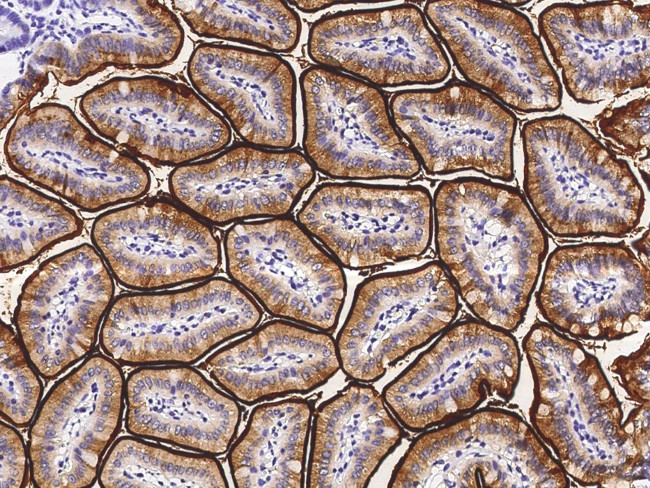 NAALADL1 Antibody in Immunohistochemistry (Paraffin) (IHC (P))