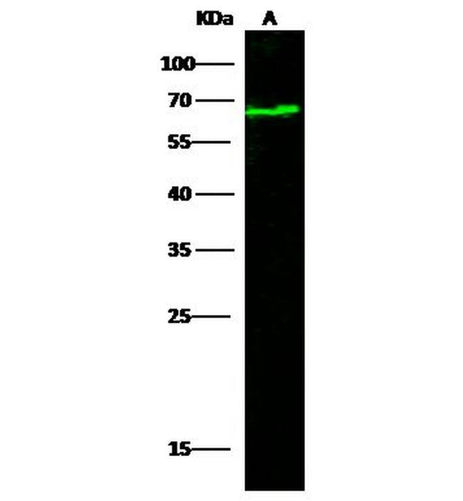 Nectin 2 Antibody in Western Blot (WB)