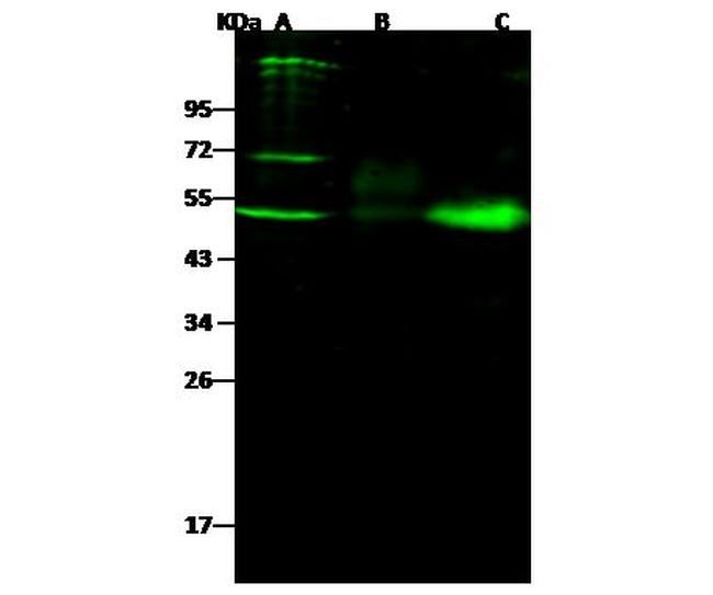 NGFR Antibody in Western Blot (WB)