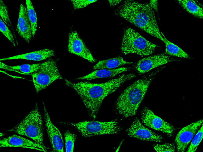 PDI Antibody in Immunocytochemistry (ICC/IF)