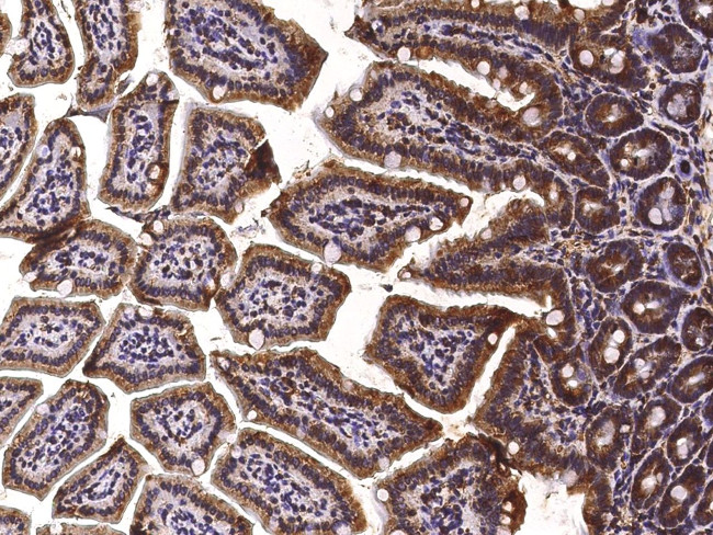 PDI Antibody in Immunohistochemistry (Paraffin) (IHC (P))