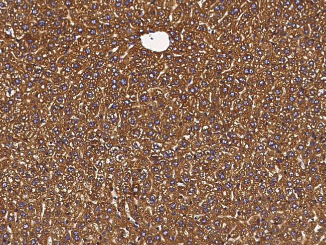 PDI Antibody in Immunohistochemistry (Paraffin) (IHC (P))