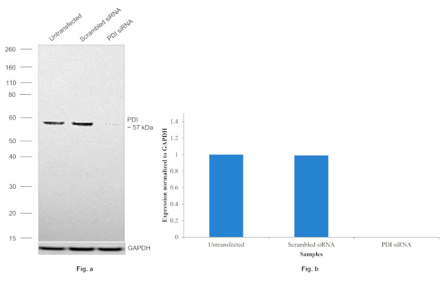 PDI Antibody in Western Blot (WB)