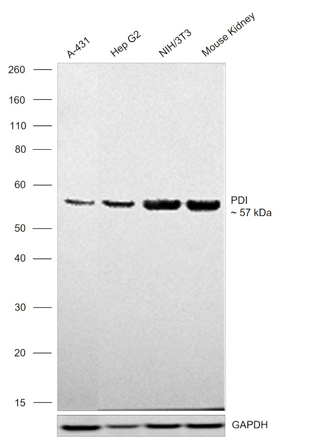 PDI Antibody in Western Blot (WB)