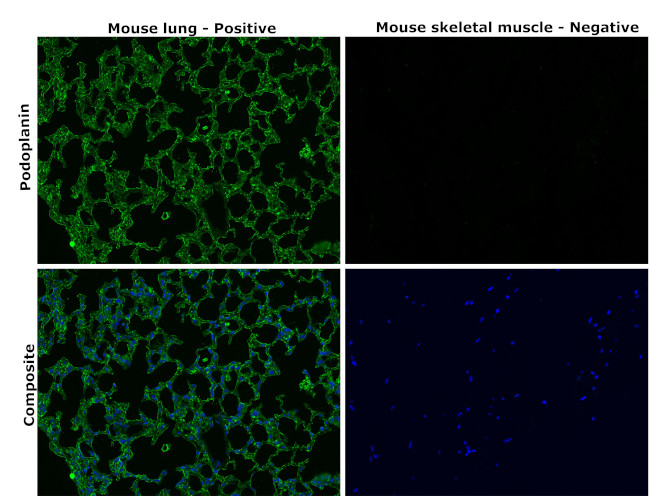 Podoplanin Antibody in Immunohistochemistry (Paraffin) (IHC (P))