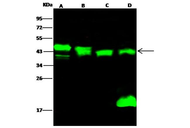 PPM1A Antibody in Western Blot (WB)