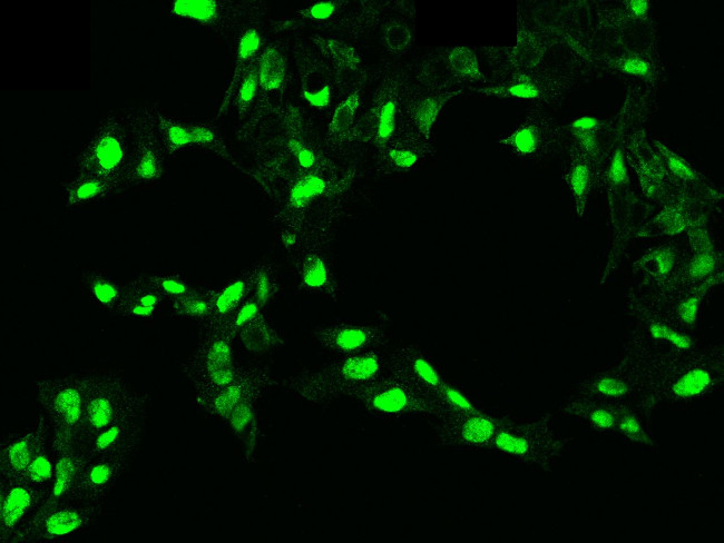 PDGF-C Antibody in Immunocytochemistry (ICC/IF)