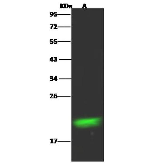 RBP4 Antibody in Western Blot (WB)