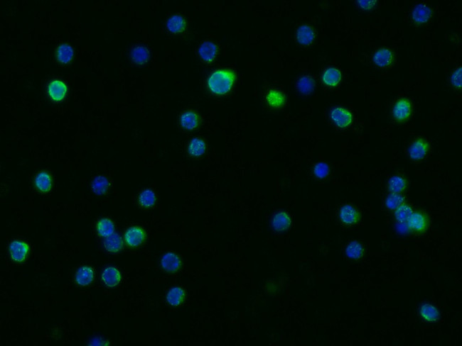 LIMP2 Antibody in Immunocytochemistry (ICC/IF)