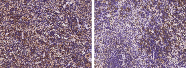 SLAMF8 Antibody in Immunohistochemistry (Paraffin) (IHC (P))