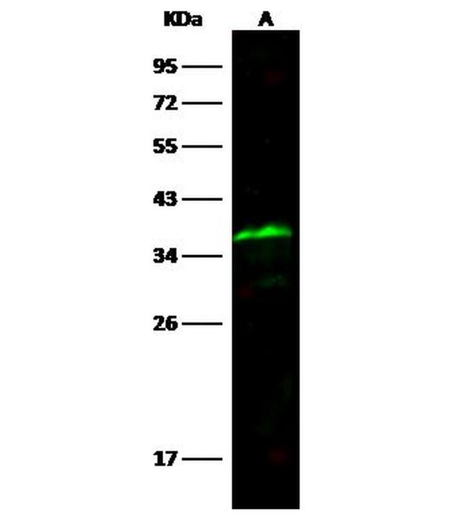 SPARC Antibody in Western Blot (WB)