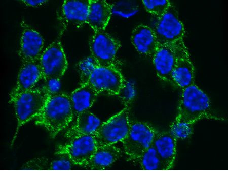 4-1BB Ligand Antibody in Immunocytochemistry (ICC/IF)